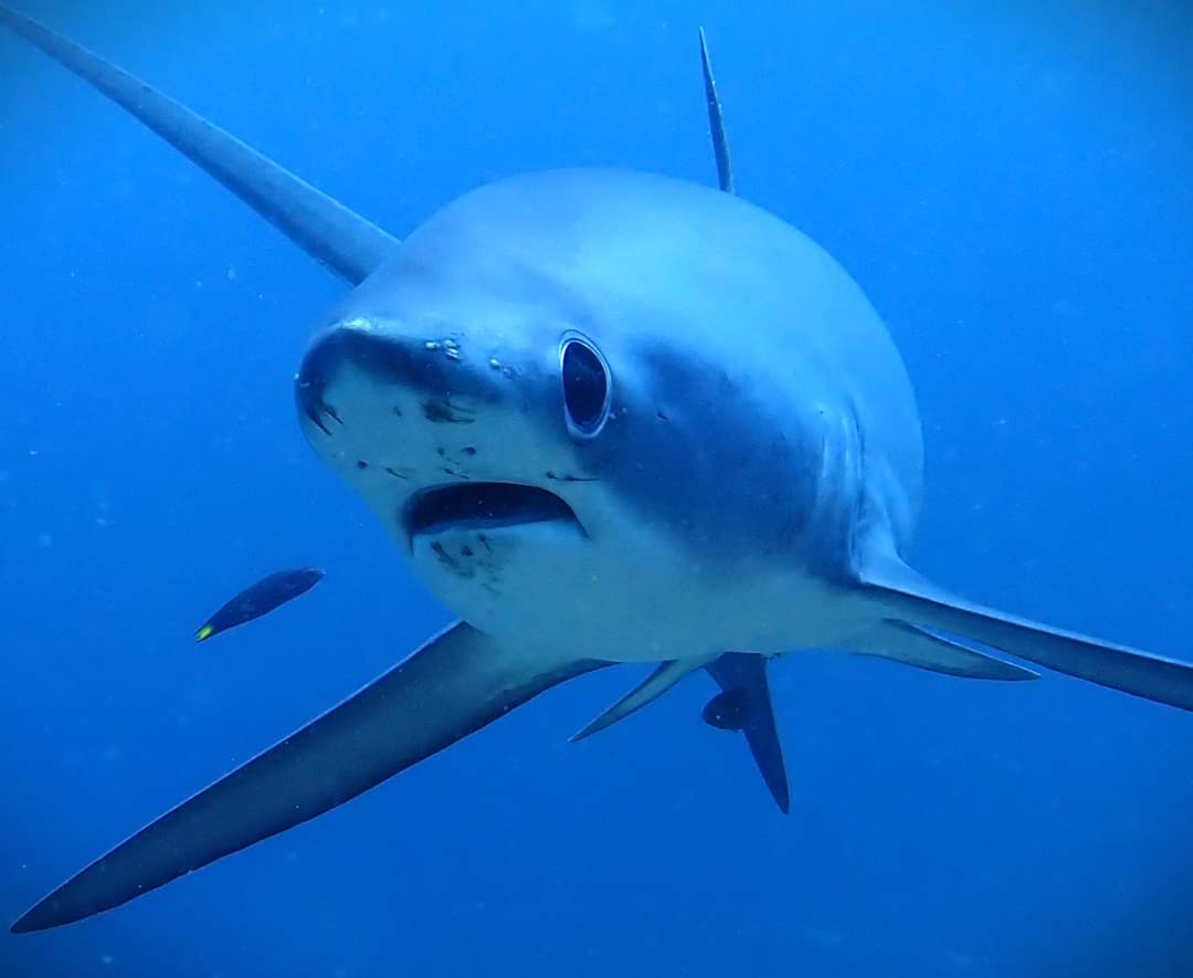 Scuba diving in Malapascua